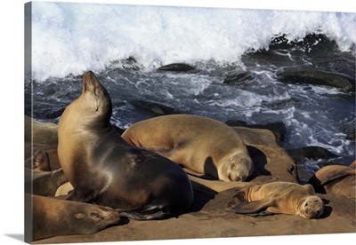 Sea lions, La Jolla, San Diego, California