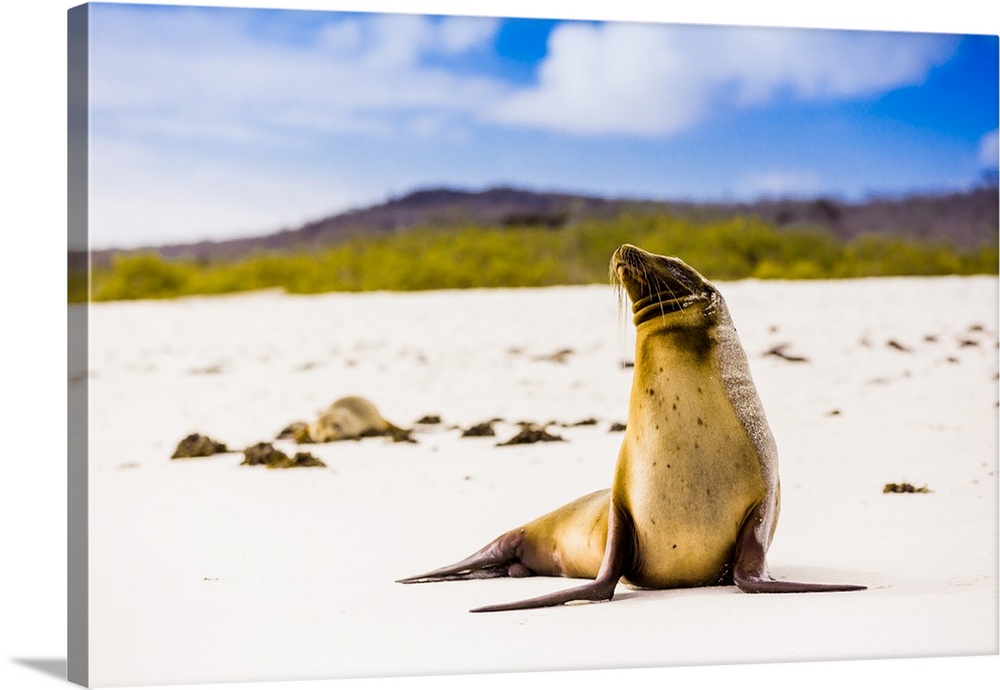 Sea lions on Floreana Island, Galapagos Islands, UNESCO World Heritage Site, Ecuador, South America