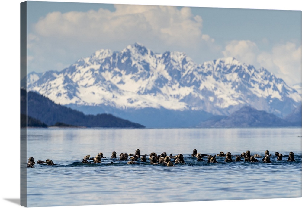 Sea otters (Enhydra lutris), in the Beardslee Island Group in Glacier Bay National Park, UNESCO World Heritage Site, South...