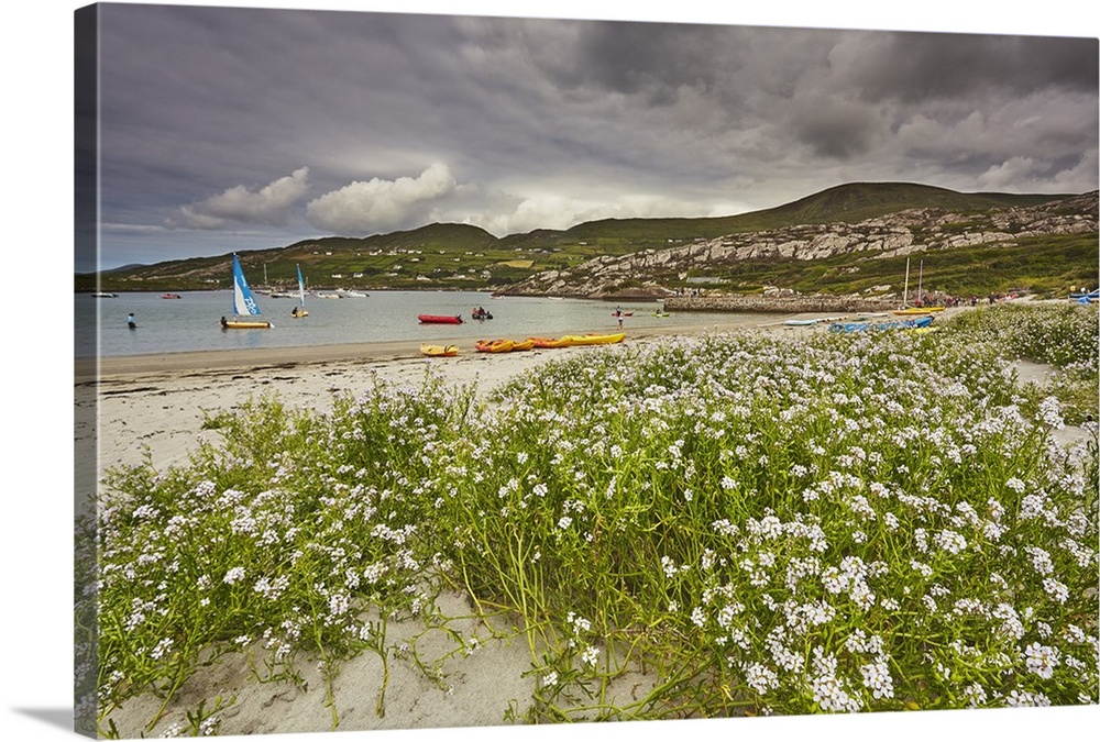 Sea rocket growing on the Strand at Derrynane House, Ring of Kerry, County Kerry, Munster, Republic of Ireland