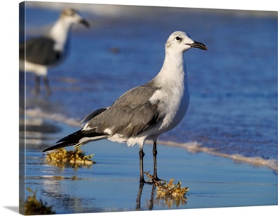 Seagull At The Paradise Beach, Tulum, Quintana Roo, Mexico