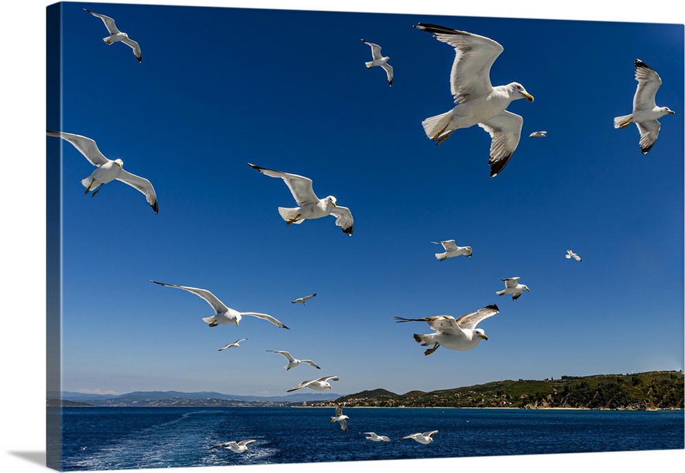 Seagulls (Laridae) flying behind a tourist boat, Mount Athos, Central Macedonia, Greece, Europe