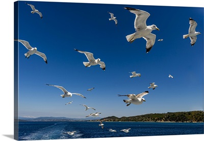 Seagulls (Laridae) Flying Behind A Tourist Boat, Mount Athos, Central Macedonia, Greece