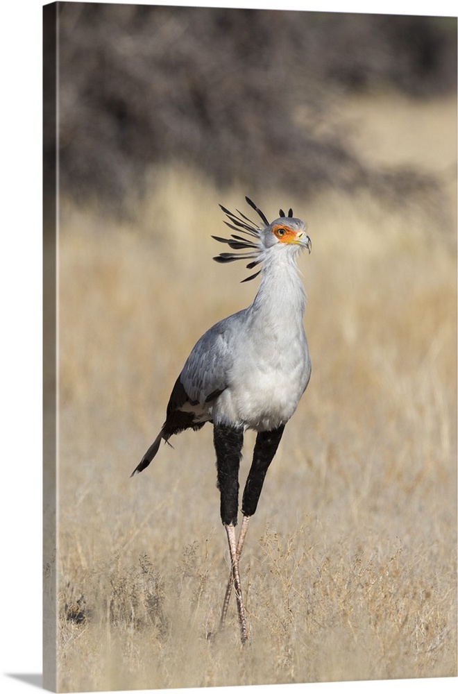 Secretarybird (Sagittarius serpentarius), Kgalagadi Transfrontier Park, South Africa, Africa