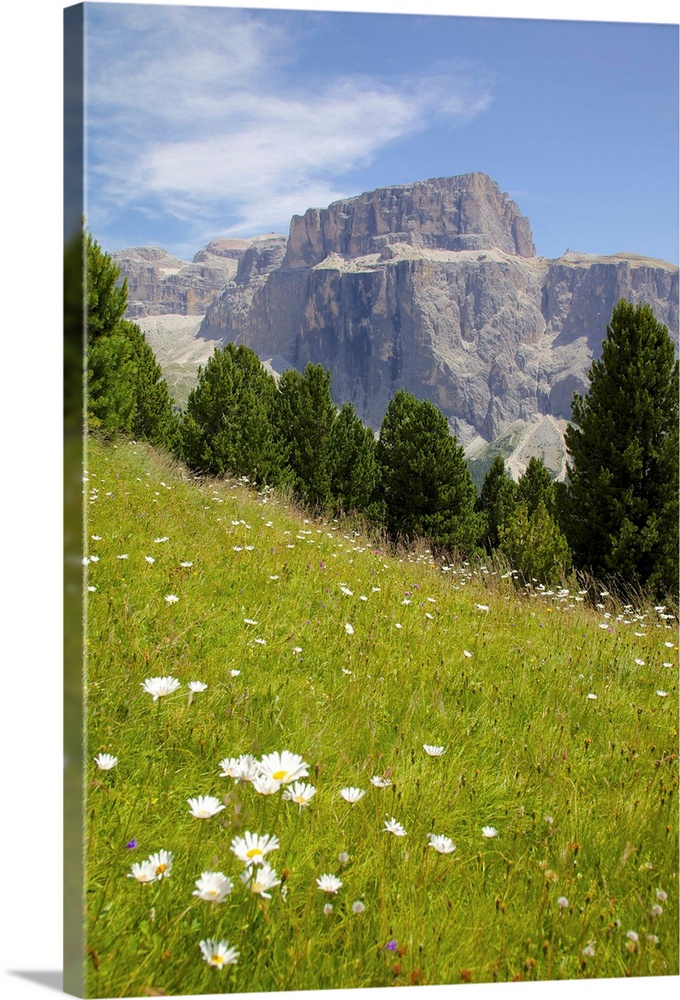 Sella Pass and daisies, Trento and Bolzano Provinces, Italian Dolomites, Italy, Europe