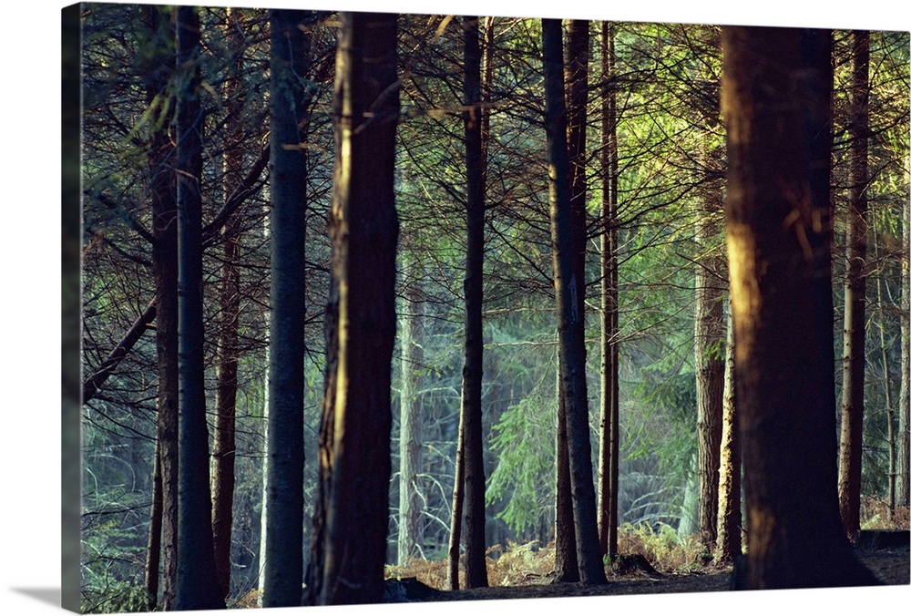 Shady forest scene, New Forest, Hampshire, England, United Kingdom, Europe