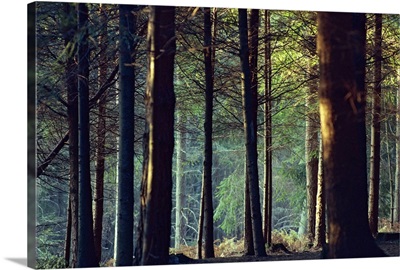 Shady forest scene, New Forest, Hampshire, England, United Kingdom, Europe