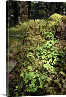 Shamrock growing in an ancient oak forest, Munster, Republic of Ireland