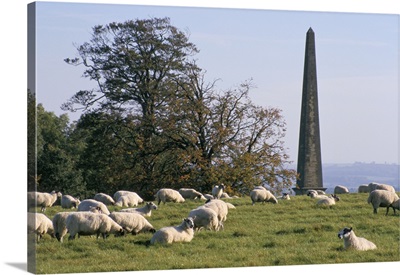 Sheep and obelisk, Welcombe Hills, Warwickshire, England
