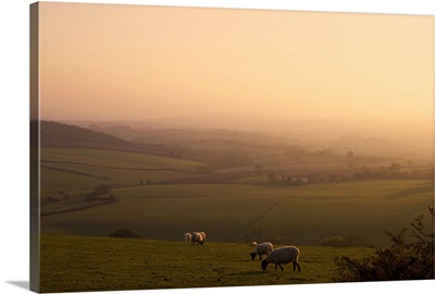 Sheep at sunset, near Sidmouth, Devon, England, United Kingdom, Europe