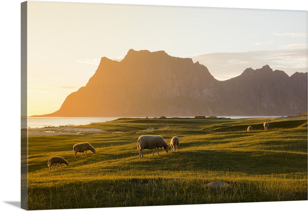 Sheep grazing in the green meadows lit by midnight sun reflected in sea, Uttakleiv, Lofoten Islands, Northern Norway, Scan...