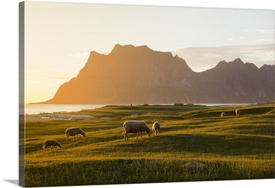 Sheep grazing in the green meadows lit by midnight sun reflected in sea, Norway