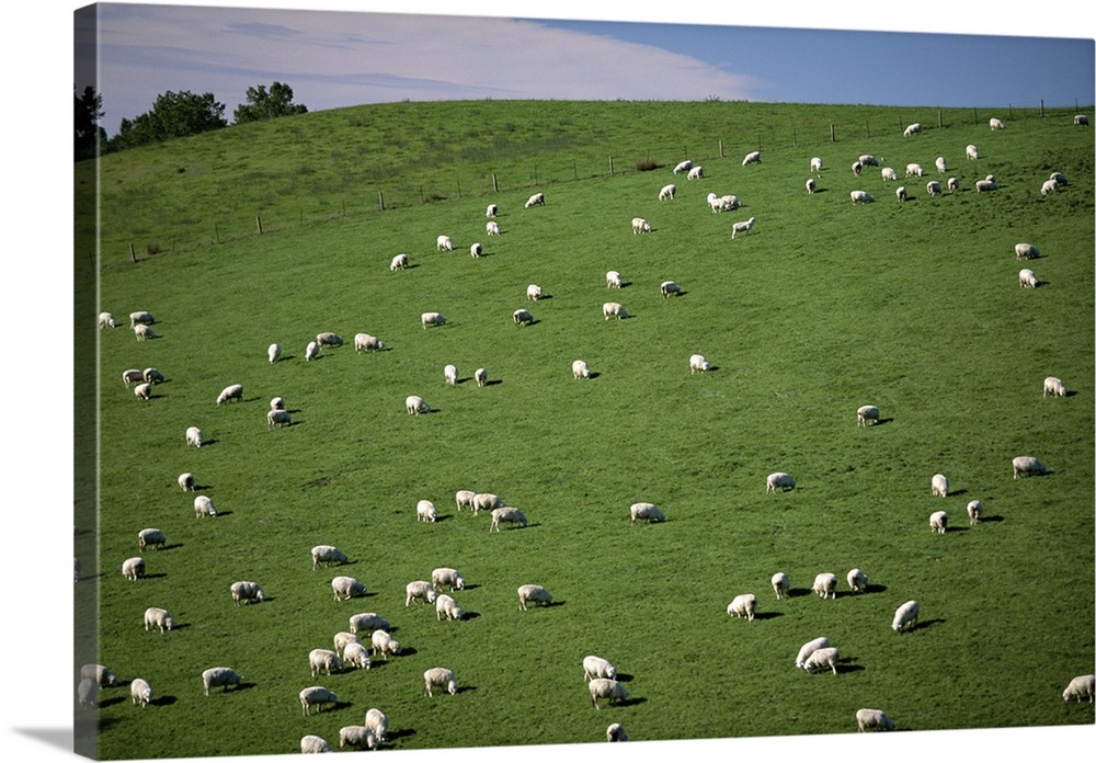 Sheep grazing on downs, Canterbury, South Island, New Zealand
