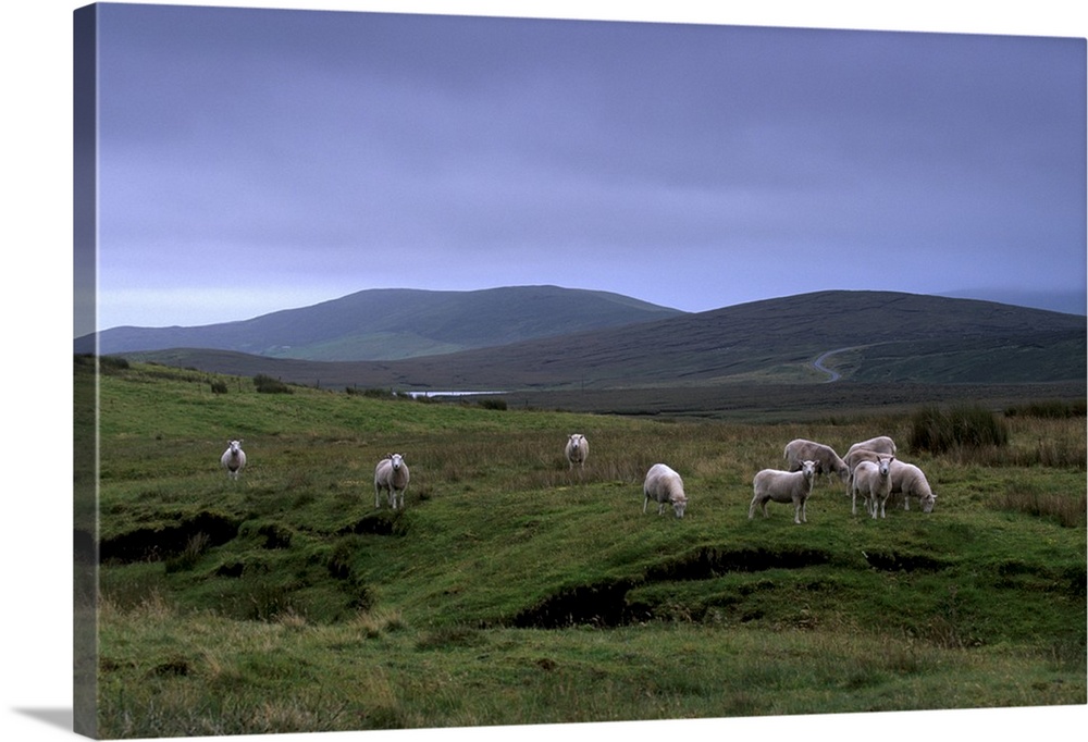 Sheep grazing, Shetland Islands, Scotland, UK