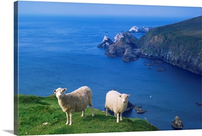 Sheep, Hermaness Nature Reserve, Hermaness, Unst, Shetland Islands, Scotland