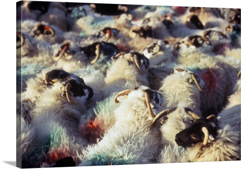Sheep, island of Harris, Western Isles, Scotland, UK