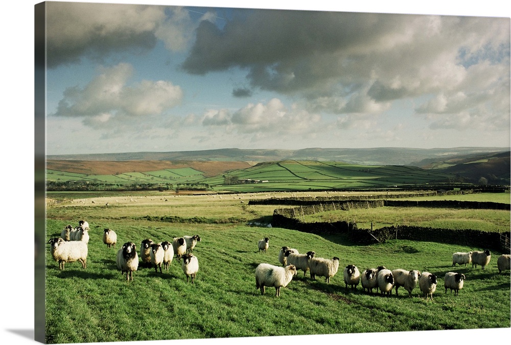 Sheep on Abney Moor, Peak District National Park, England, UK