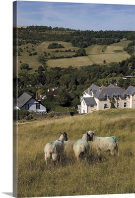 Sheep, Woodmancote village, The Cotswolds, Gloucestershire, England