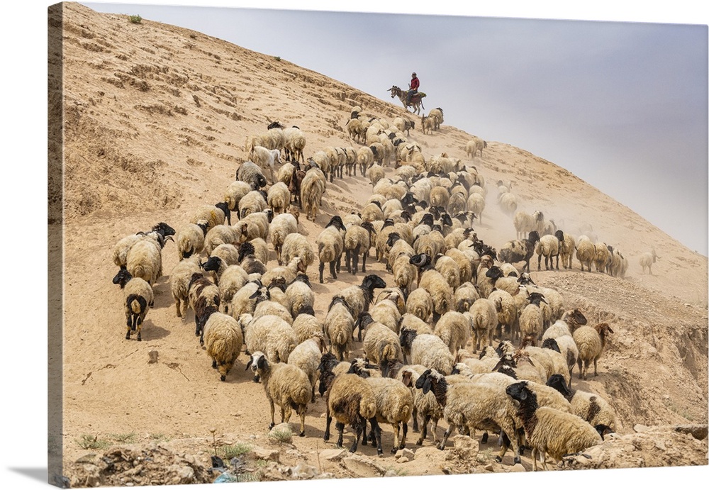 Shepherd with his sheep, Mosul, Iraq, Middle East