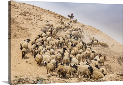 Shepherd With His Sheep, Mosul, Iraq