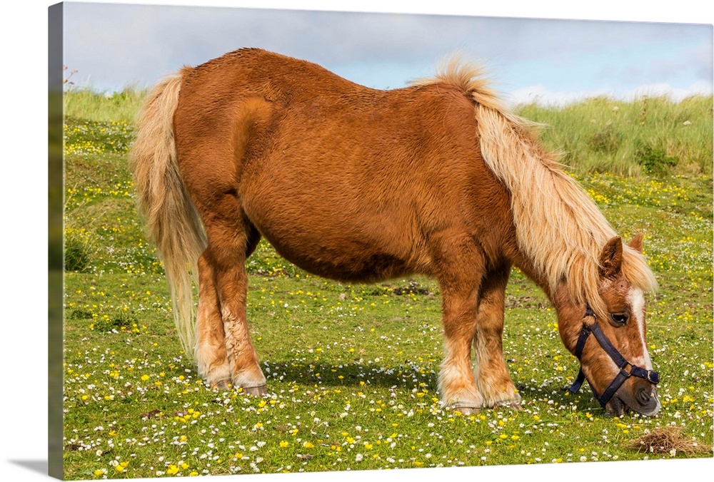 Shetland pony, Jarlshof, Shetland Isles, Scotland, UK