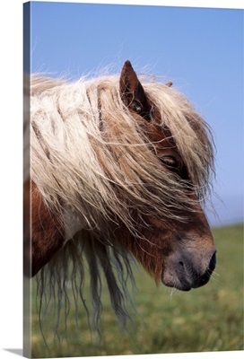Shetland pony, Shetland Islands, Scotland, United Kingdom, Europe