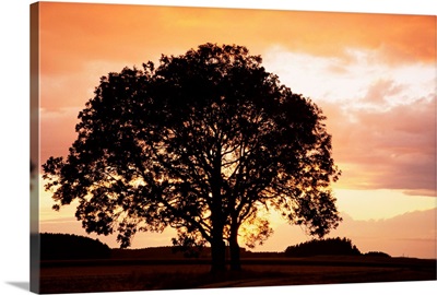 Silhouette of a tree at sunset, Bavaria, Germany