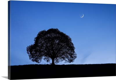 Silhouette Of Lime Tree At Night Under Crescent Moon And Night Sky, Zurich, Switzerland