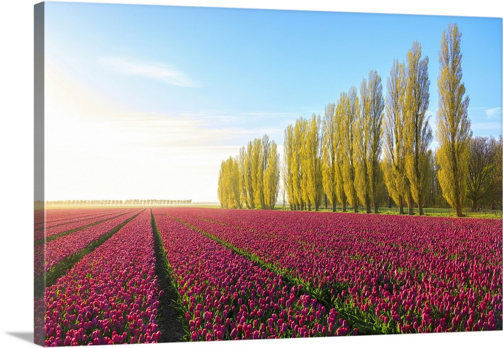 The blue sky at dawn and colourful fields of tulips in bloom surrounded by tall trees, De Rijp, Alkmaar, North Holland, Ne...