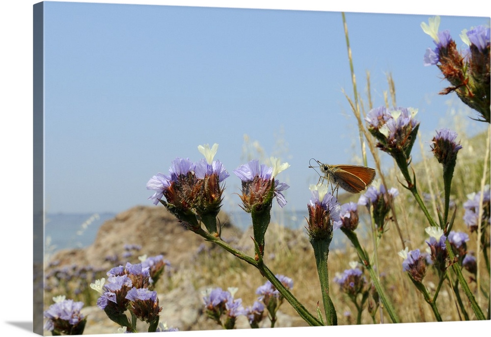 Small skipper feeding from Winged sea lavender flower, Greek Islands, Greece
