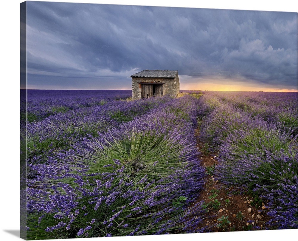 Small stone house in lavender field at sunset with a cloudy sky, Valensole, Provence, France, Europe