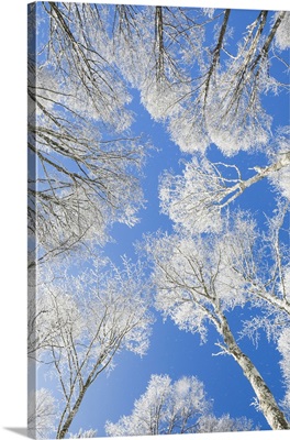Snow Covered Beech Tree Tops Against Blue Sky, Neuenburg, Switzerland