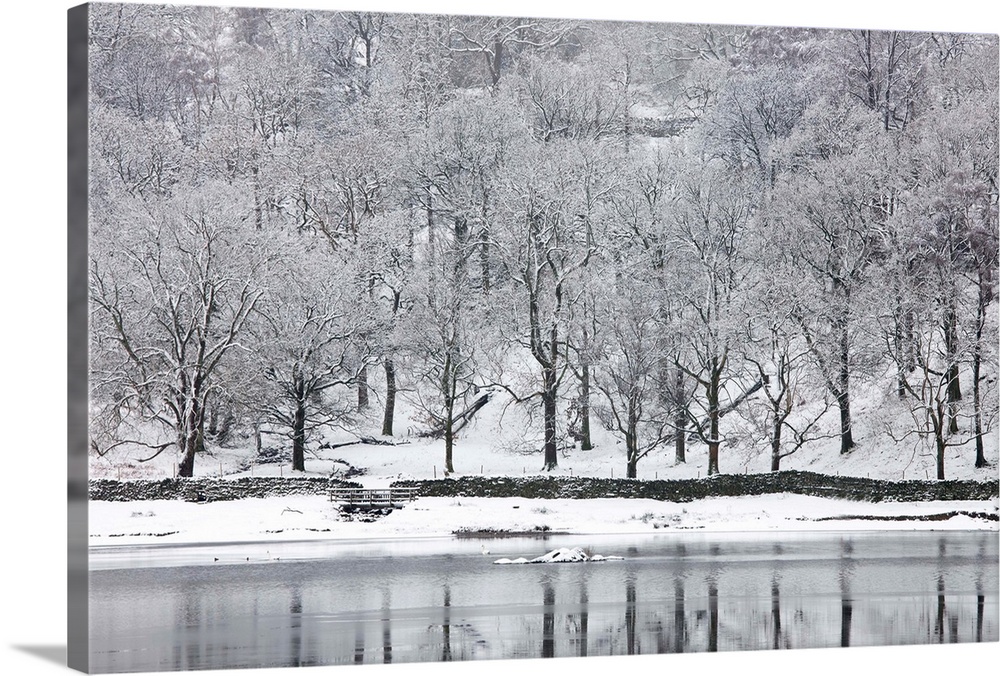 Snow-covered trees on the shore of Rydal Water, near Ambleside, Lake District National Park, Cumbria, England