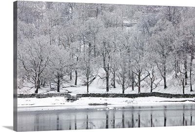 Snow-covered trees on the shore of Rydal Water, Cumbria, England