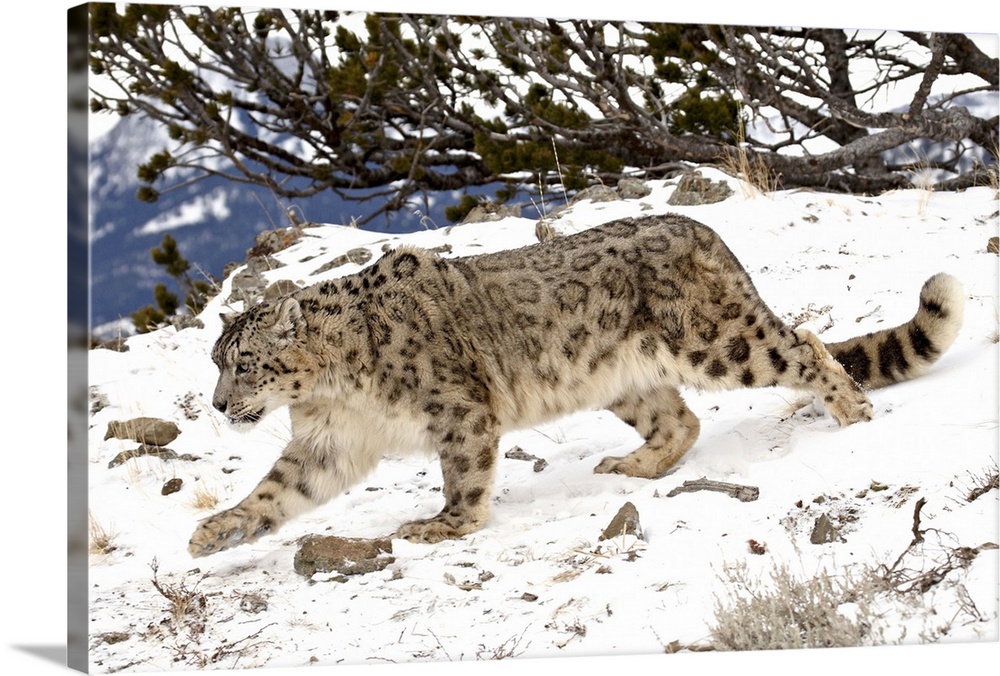 Snow Leopard in the snow, in captivity, near Bozeman, Montana
