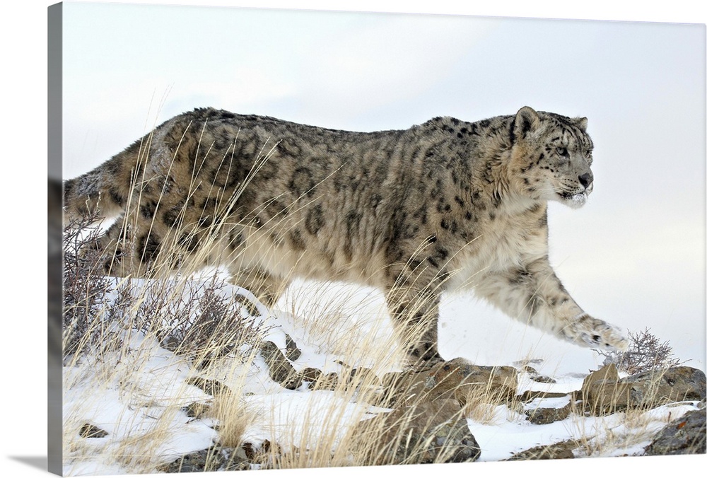 Snow Leopard, near Bozeman, Montana