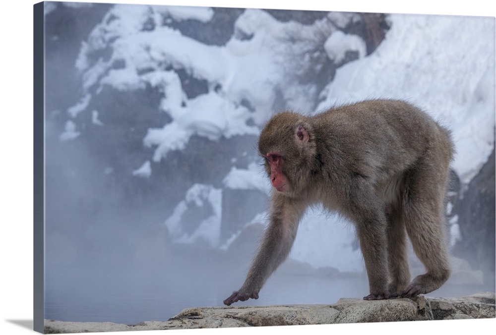 Snow monkey, Honshu, Japan, Asia