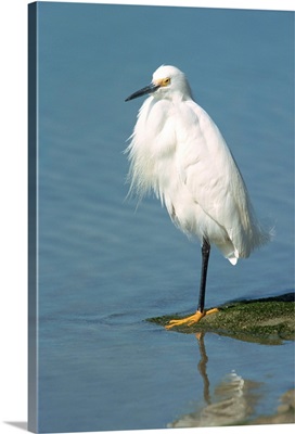 Snowy egret, South Florida, United States of America, North America