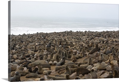 South African fur seal colony, Namibia, Africa