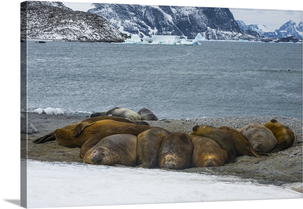 Southern elephant seal colony (Mirounga leonina), Coronation Island, South Orkney Islands, Antarctica, Polar Regions