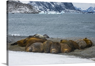 Southern elephant seal colony Coronation Island, South Orkney Islands, Antarctica