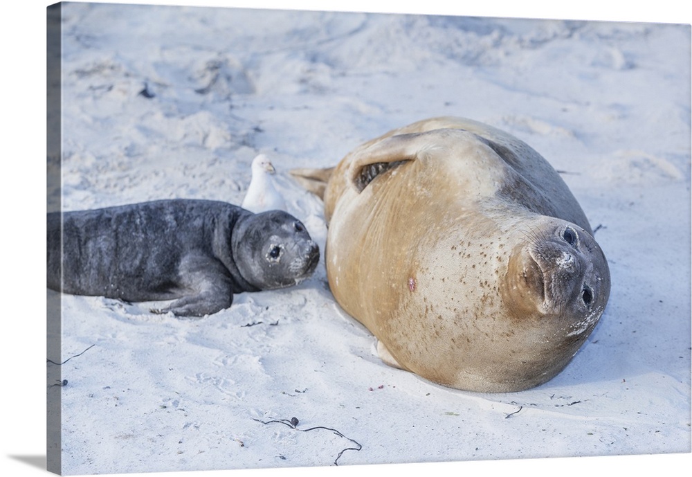 Southern elephant seal (Mirounga leonina), female with her pup, Sea Lion Island, Falkland Islands, South America