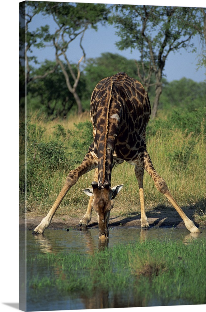 Southern giraffe, bending down, drinking, Kruger National Park, South Africa