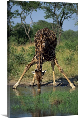 Southern giraffe, bending down, drinking, Kruger National Park, South Africa