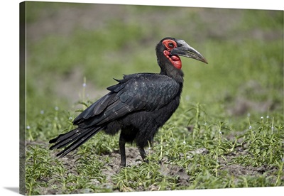 Southern ground-hornbill, Selous Game Reserve, Tanzania