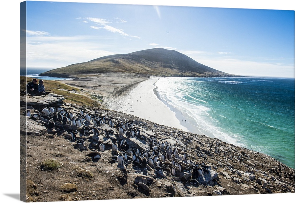 Southern rock hopper penguin colony (Eudyptes chrysocome) with the Neck isthmus in the background, Saunders Island, Falkla...