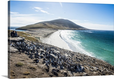 Southern rock hopper penguin colony with the Neck isthmus in the background