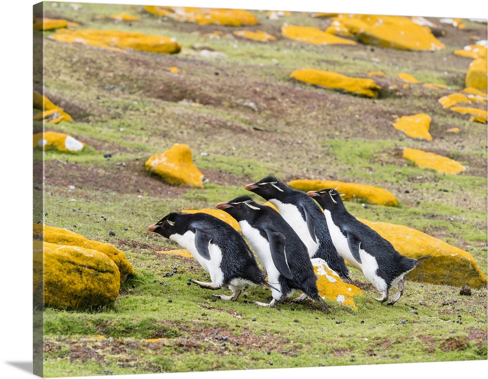 Adult southern rockhopper penguins (Eudyptes chrysocome), on Saunders Island, Falkland Islands, South America