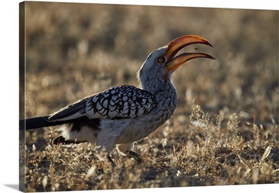 Southern yellow-billed hornbill flipping a seed, Kgalagadi Transfrontier Park