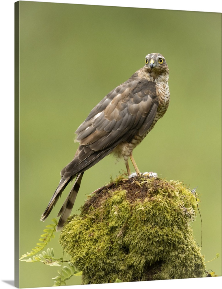 Sparrowhawk on moss covered tree, Scotland, United Kingdom, Europe
